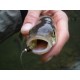 Shark's Caddis Larva