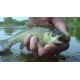 Goddard Caddis - 4 бр.