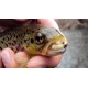 Shark's Caddis Larva