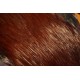 Cock Hackle