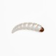 Linkor Trout Classics Kamola 