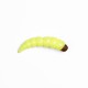 Linkor Trout Classics Kamola 