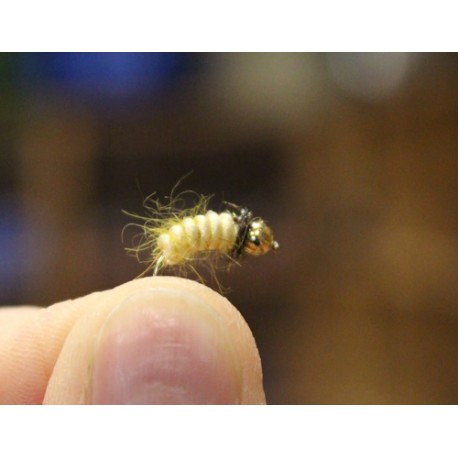 Shark's Caddis Larva