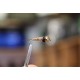 Hare's Ear Nymph Tan 4mm Gold Head