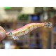 Калмариера Squid Jig Size 3 12 cm 15 gr color 78